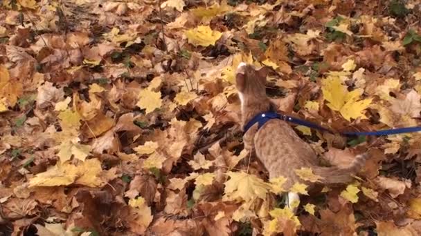 Otoño y gato. pequeño jengibre gatito camina en amarillo otoño follaje. — Vídeo de stock