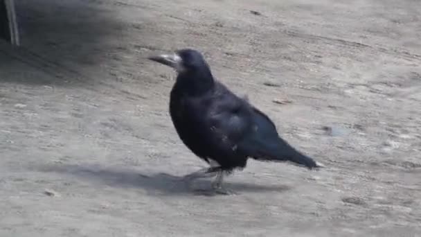 Μαύρο Κοράκι. Ένα κοράκι περπατάει σημαντικά κατά μήκος ενός αγροτικού δρόμου. Αστεία πουλί από τις διακοπές του Halloween. — Αρχείο Βίντεο