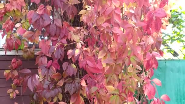 Liana i solens strålar på hösten. En liana av jungfruliga druvor breder ut sig längs husets vägg. — Stockvideo