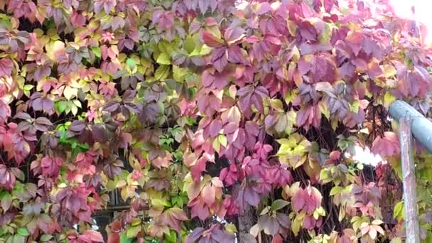 Liana es otoño. Liana de uvas solteras se extiende a lo largo de la pared de la casa en otoño. — Vídeos de Stock