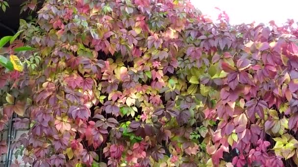 An der Hauswand breitet sich im Herbst die Liane der Jungferntrauben aus. Malerisches Laub in herbstlichen Farben. — Stockvideo