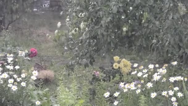 Chuva. Está chovendo pesadamente no campo no jardim. — Vídeo de Stock