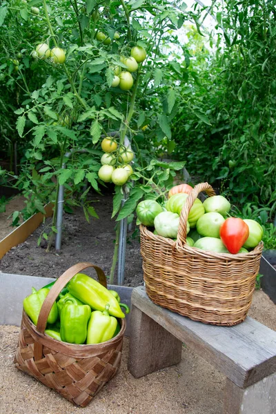 Μαζεύω Λαχανικά Στο Θερμοκήπιο Ντομάτες Και Πιπεριές Ψάθινα Καλάθια Κοντά — Φωτογραφία Αρχείου