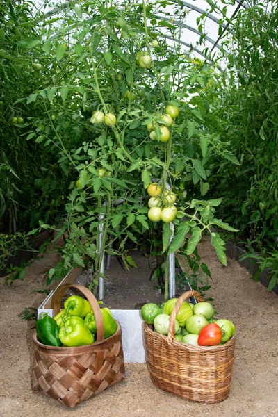 Harvesting Vegetables Greenhouse Tomatoes Bell Peppers Wicker Baskets Close — Stok fotoğraf