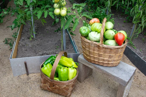 Ντομάτες Και Πιπεριές Καλάθια Λυγαριά Από Κοντά Συγκομιδή Λαχανικών Στο — Φωτογραφία Αρχείου