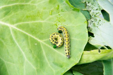 Caterpillars devour green cabbage leaves. A worm on a cabbage close-up.