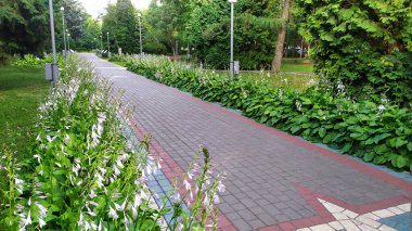 Flowers hosts. Blooming hosts near the sidewalk in the park.