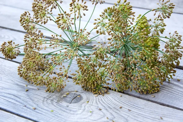 Dill Umbrellas Dill Seeds Close Wooden Background — Foto Stock