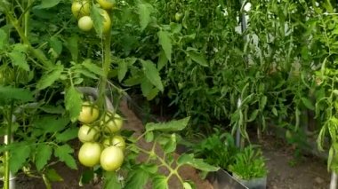 Serada domatesler. Domatesler çalılıklarda yetişir. Serada sebze topluyorum..