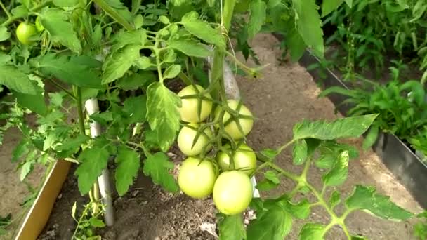 Tomatensträuße. Gewächshaus mit Gemüse. Tomaten wachsen an einem Strauch in einem Gewächshaus. Gemüseernte im Gewächshaus. — Stockvideo
