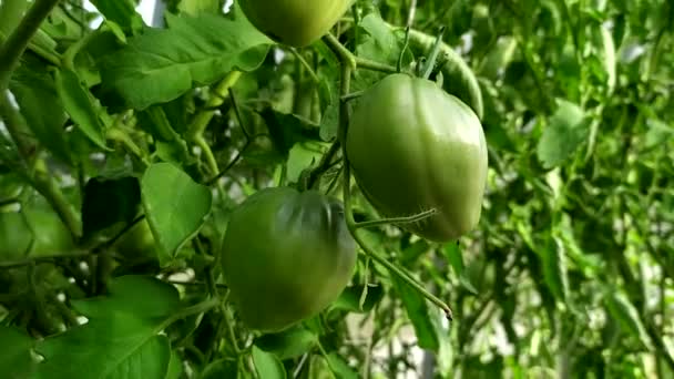 Tomaten in de kas. Groenten oogsten in de kas. Tomaten groeien op een struik. — Stockvideo