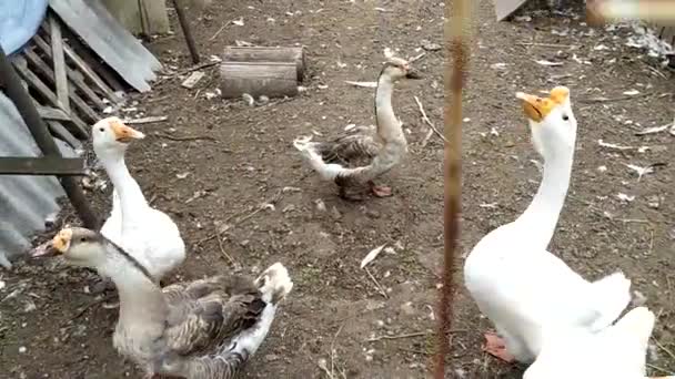 Domácí bílé husy se pasou za sítí poblíž domu. Domácí vodní ptactvo nosnice kráčí pod širým nebem. — Stock video