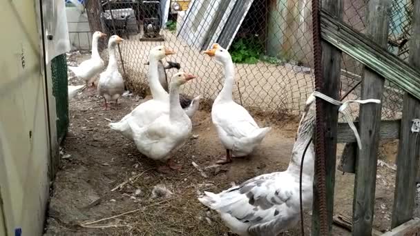 Gässen i pennan. Stora fåglar går bakom ett nät vid sin sommarstuga. — Stockvideo