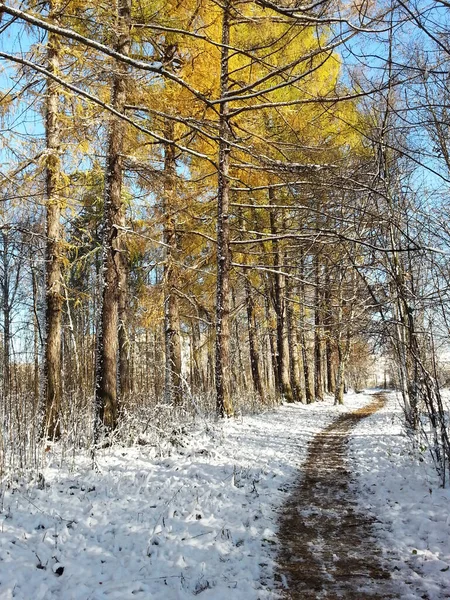 Prima Neve Sentiero Nel Parco Inizio Inverno Sentiero Forestale Nella — Foto Stock