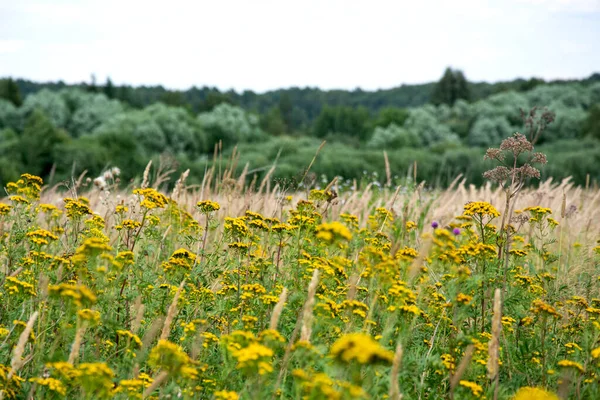 Erba Campo Fiori Uno Sfondo Naturale Sfocato Erbacce Nel Campo — Foto Stock