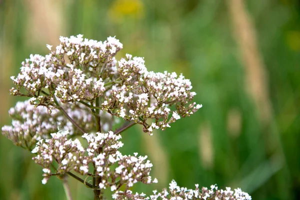 Herbe Prairie Avec Petites Fleurs Sur Fond Naturel Flou Mauvaises — Photo