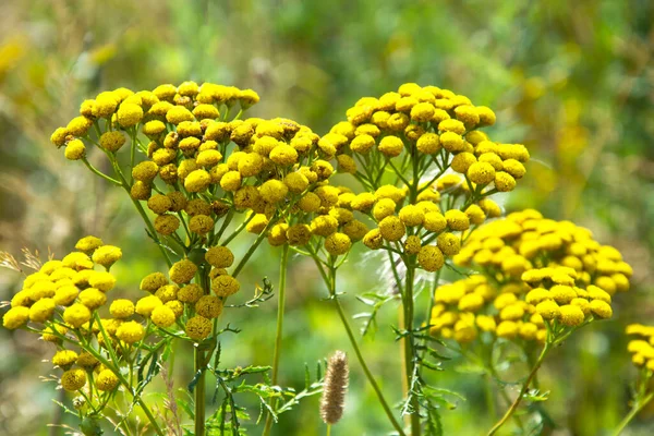 Erba Prato Con Piccoli Fiori Gialli Uno Sfondo Naturale Sfocato — Foto Stock