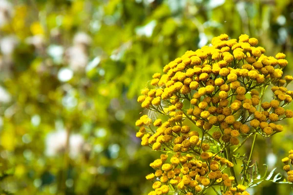 背景がぼやけて自然な上に小さな黄色の花を持つ草原草 秋の牧草地の雑草 — ストック写真