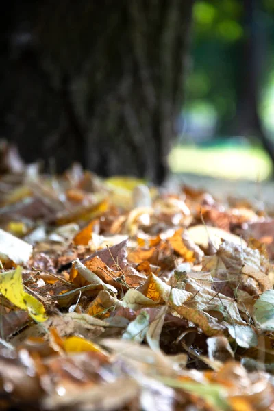 Automne Feuilles Automne Sèches Hors Foyer Vieux Feuillage Jaune Sol — Photo