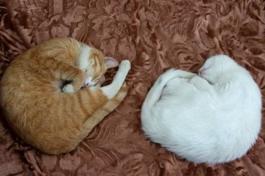 Kediler bir topun içinde kıvrılarak uyurlar. İki evcil kedi yatakta uyur. Kırmızı ve beyaz evcil hayvan.