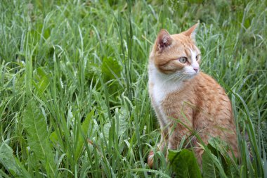 Kedi ıslak çimlerin üzerinde oturuyor. Hayvan nemli çimlerin üzerinde yağmurdan sonra yürür..