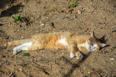 Kedi güneşte uyur. Kızıl bir kedi kumların üzerinde uzanıyor..