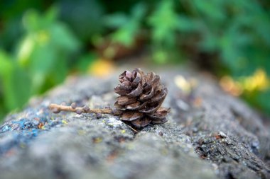 Çam kozalağı ağaca odaklanamıyor. Çam kozalağı yakın plan..