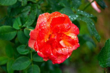 Gül. Yazın bahçede açan kırmızı bir gül çalısı.