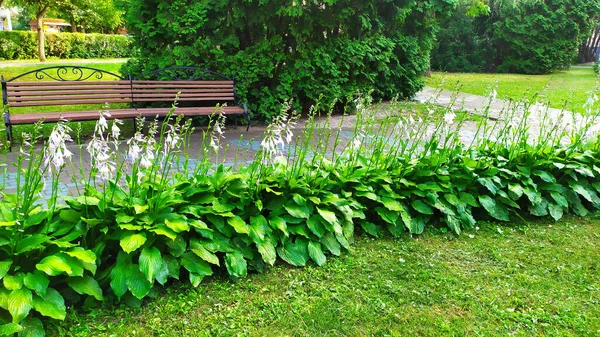 Květinový Záhon Hostitelé Rostou Parku — Stock fotografie