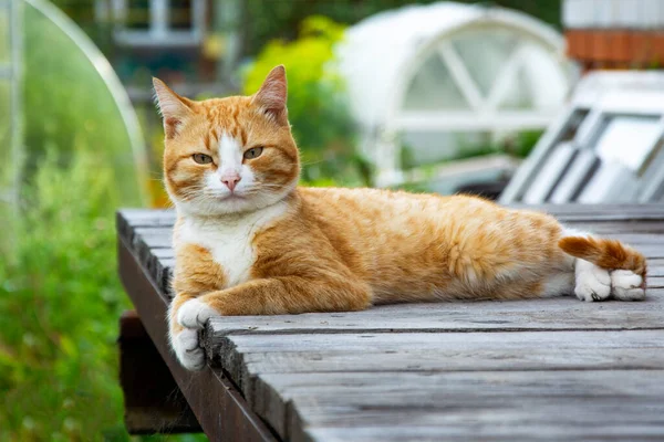 家の近くの木のポーチには生姜猫が横たわっている — ストック写真