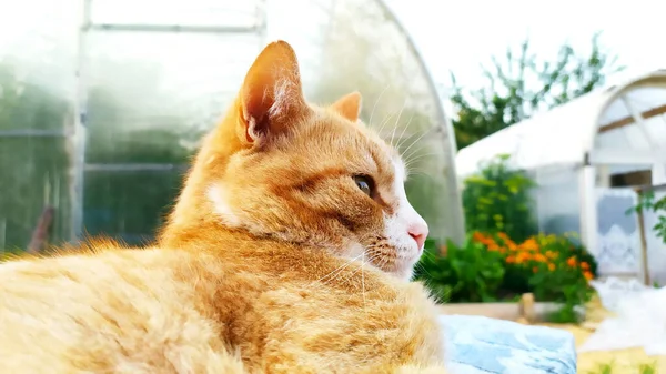 Roztomilý Portrét Domácí Kocoura Zázvorová Kočka Zblízka — Stock fotografie