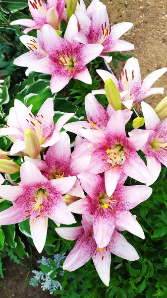 Κρίνος Ημέρας Ροζ Λουλούδια Κρίνου Φυτρώνουν Στο Παρτέρι Του Κήπου — Φωτογραφία Αρχείου