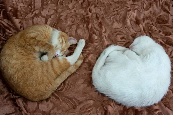 Cats sleep curled up in a ball. Two domestic cats sleep on the bed. Red and white pet.