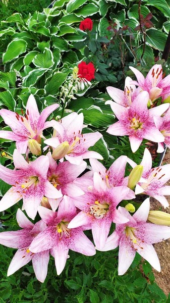 Napliliom Rózsaszín Liliom Virágok Nőnek Egy Virágágyban Kerti Dekoráció Virágos — Stock Fotó