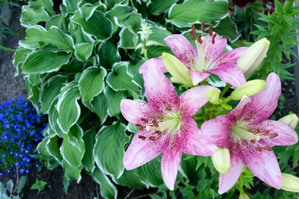 Primo Piano Rosa Lily Fiori Giglio Crescono Aiuola Giardino Fondo — Foto Stock