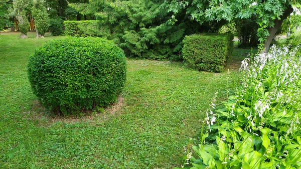 観賞用の低木 ボールの形をした緑の空間 市内公園の花壇 — ストック写真