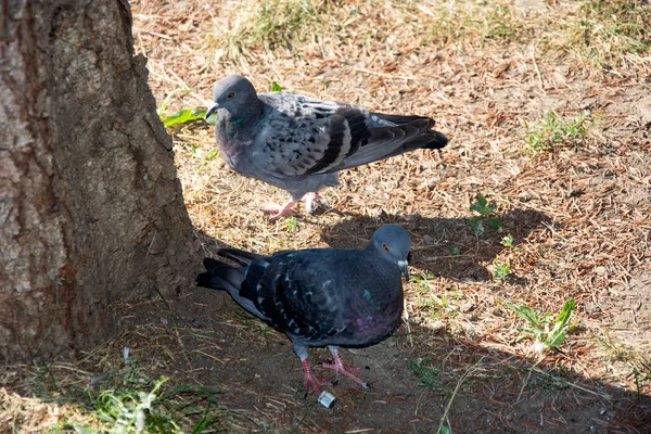 Pigeons Rest Shade Pillar Outdoors Park — Stock Photo, Image