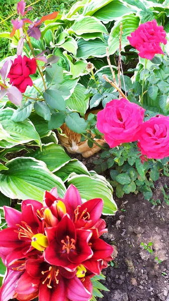 Rose Und Lilie Blühende Sträucher Garten Floraler Hintergrund — Stockfoto