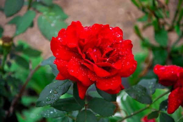 Rosa Roja Floreciente Rosal Jardín Verano Fondo Floral — Foto de Stock