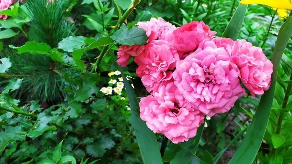 Róże Krzew Różany Podczas Kwitnienia Ogrodzie — Zdjęcie stockowe