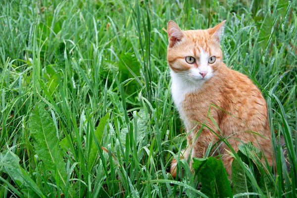 猫は雨の後草の中に座っている 湿った草の上を歩く国産の生姜子猫 — ストック写真