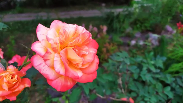 Rosen Blommande Buske Trädgården Sommaren — Stockfoto