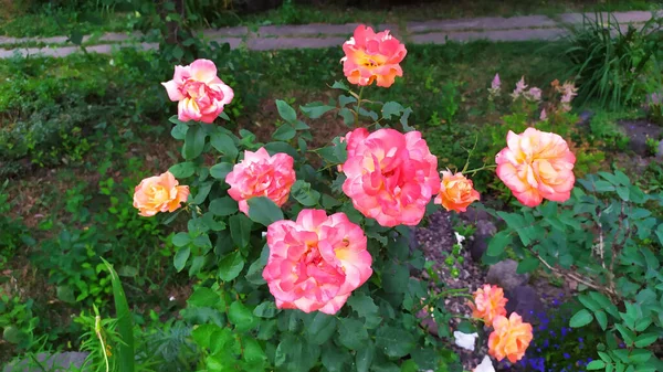 The Rose. Garden rose bush during flowering in the garden.