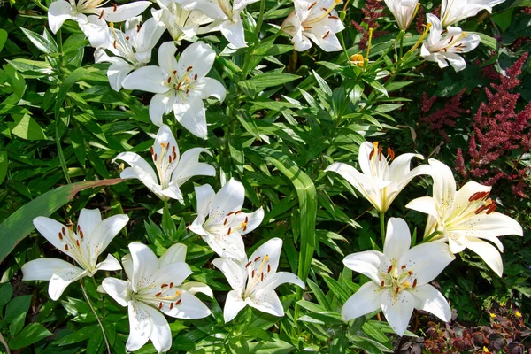 Белый Лилии Крупным Планом Дневной Куст Растет Клумбе Саду Цветочный — стоковое фото
