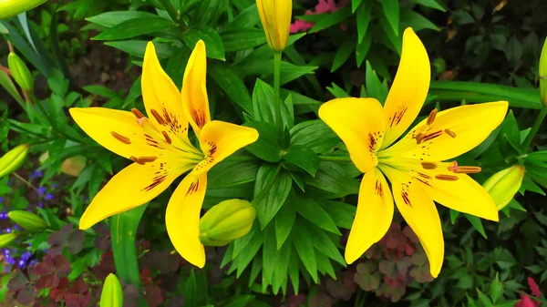 Sárga Liliomok Kertben Egy Virágágyáson Napliliom Bokor Virágos Háttér — Stock Fotó
