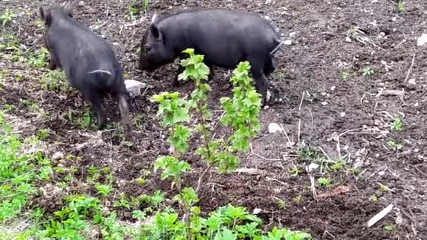돼지요. 어린 검은 돼지 새끼들 이 잔디밭에서 풀을 뜯고 코로 땅을 파낸다. — 비디오