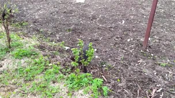Varkens. Jonge zwarte biggen grazen in de tuin en graven de grond met hun neus. — Stockvideo