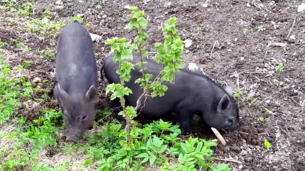 Maiali. Giovani maialini neri pascolano nella fattoria vicino ai cespugli e scavano il naso nel terreno.. — Video Stock