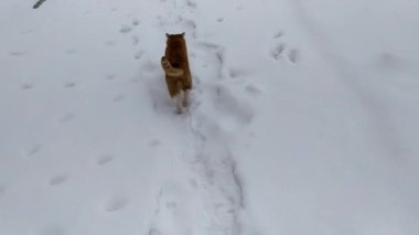 Kızıl bir kedi kış günü bir sebze bahçesinde karlı bir patika boyunca koşar..