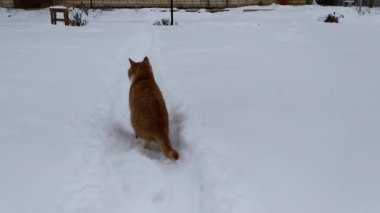 Beyaz karlı arka planda kızıl kedi. Kedi karlı bir yolda yürüyor..
